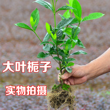 大叶栀子庭院绿化苗木 树苗花园植物四季常绿园林绿化小苗花卉