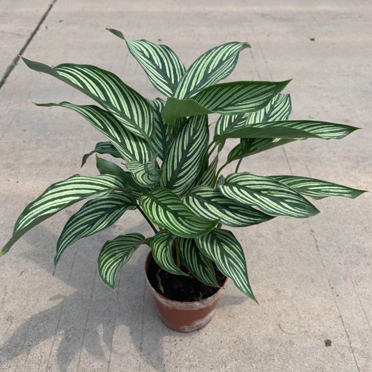 【基地直销】批发青纹竹芋(90#)绿植盆栽办公室绿化墙小盆栽花卉