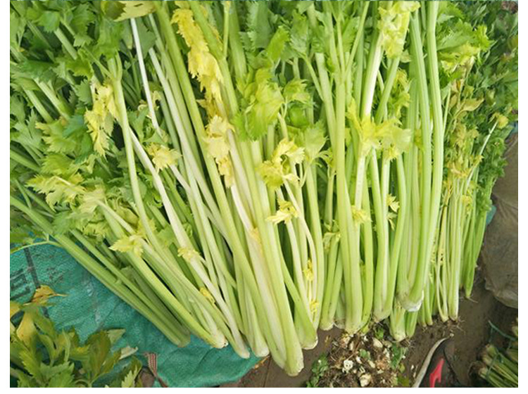黄心芹菜速生小香芹 四季黄空心芹种子黄嫩西芹绿叶黄心庭院盆栽