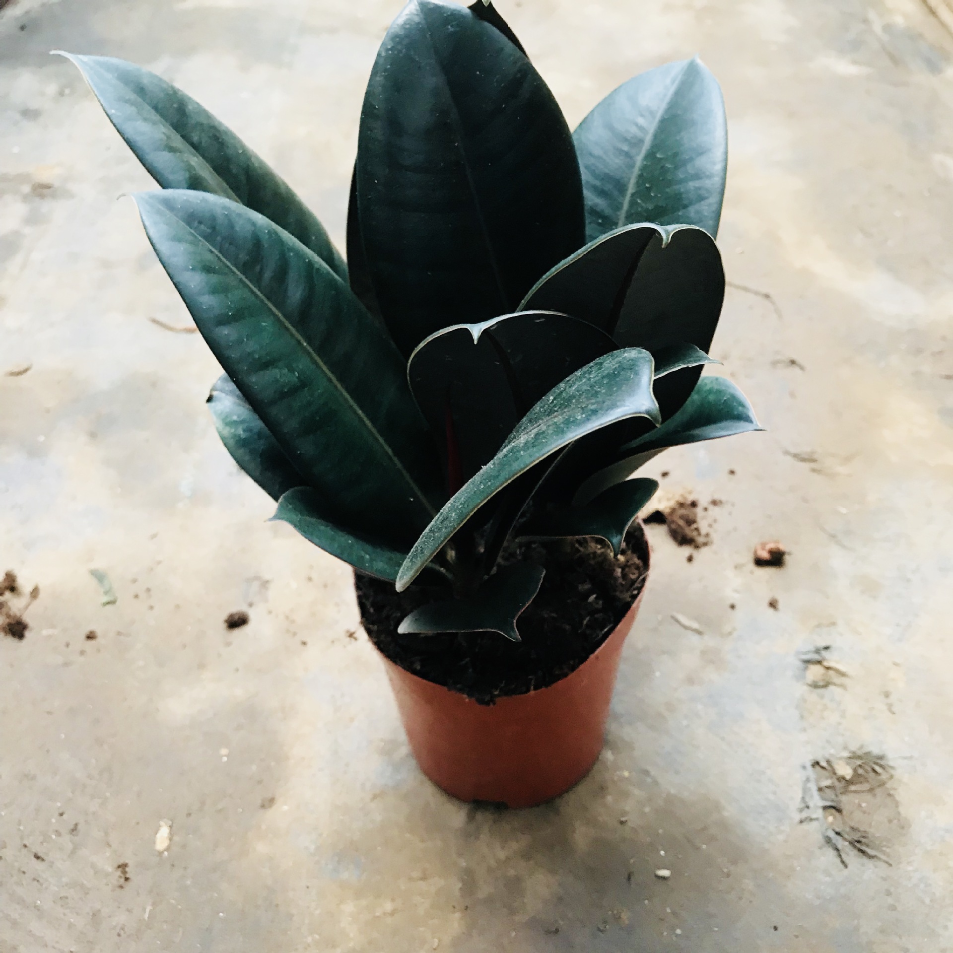 销售室内阳台植物办公室桌面小盆栽黑金刚 四季常绿黑盆栽黑金刚