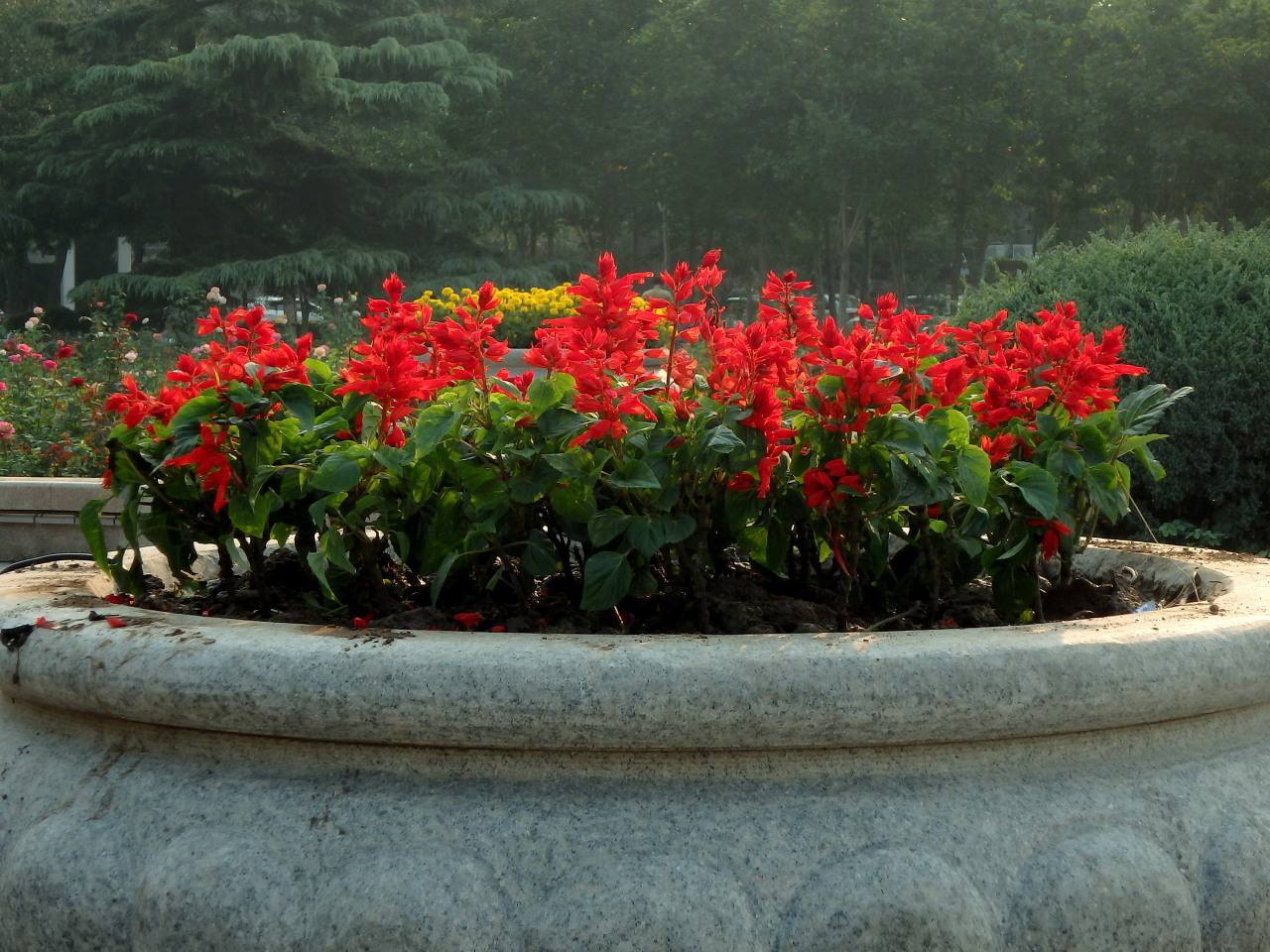 新品 春冬季庭院易活一串红种子矮串串红四季播易种耐寒花卉种子