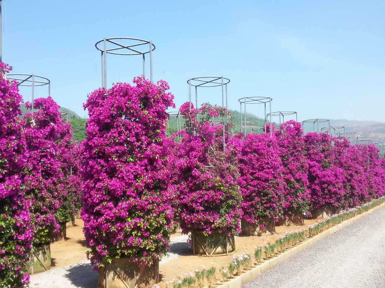 成都大量批发各规格三角梅其他苗木品种,价格优惠,品种齐全