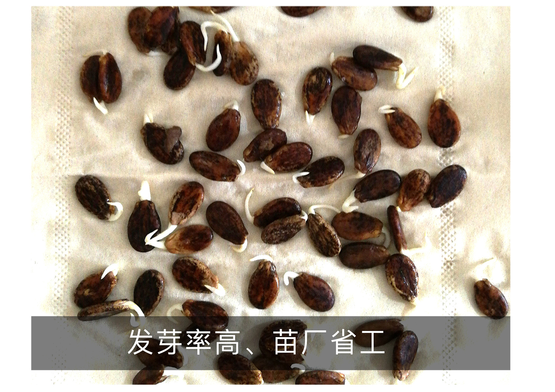 茂华牌 水果蔬菜种子 纯黑皮大红瓤西瓜种子 黑霸王西瓜 抗重茬