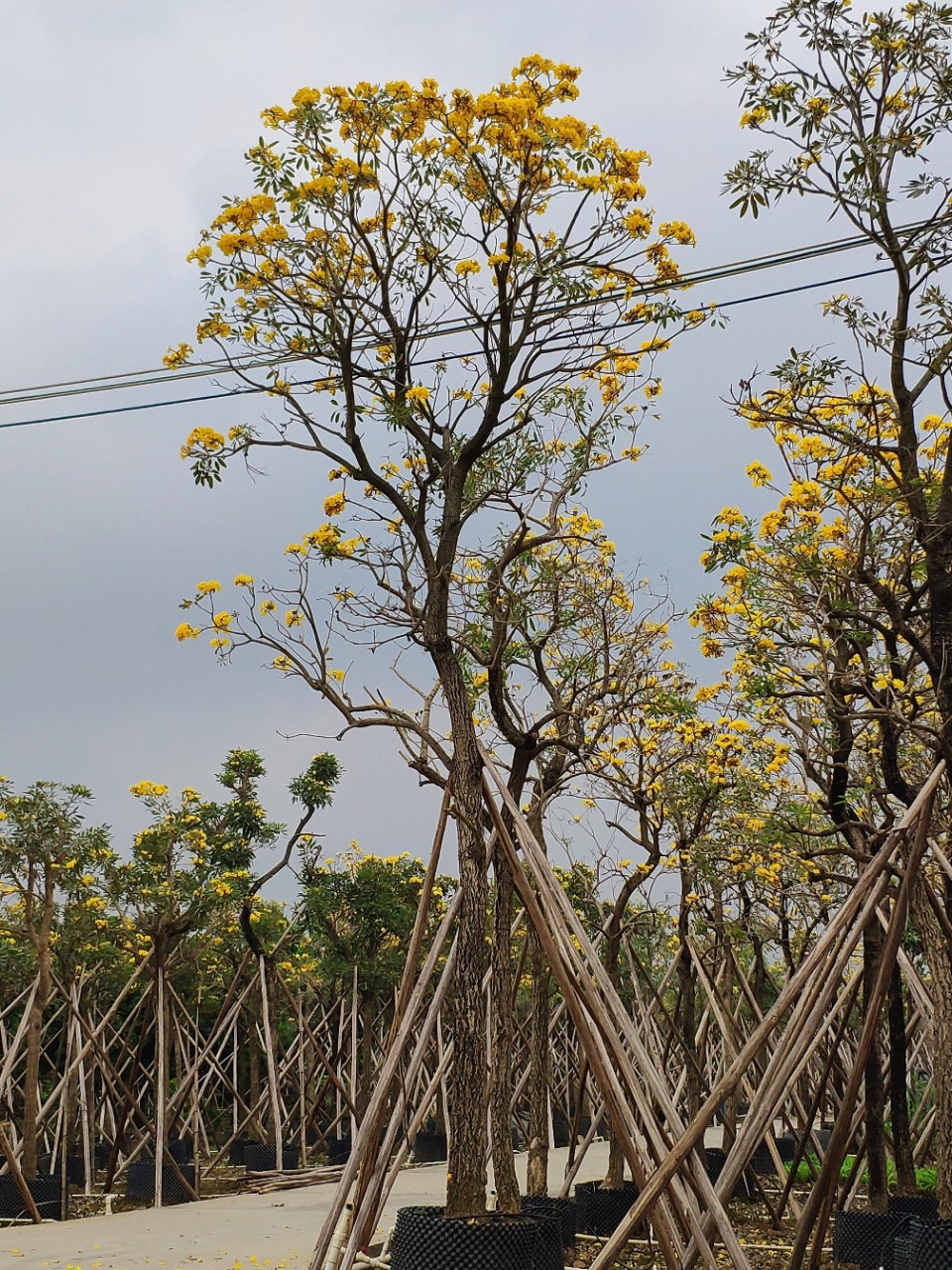 909供应 银鳞风铃木 12-18cm假植苗 金花风铃 开花乔木 基地直销