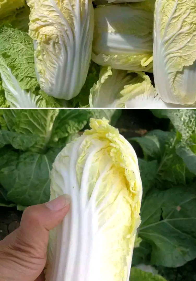 娃娃菜种子蔬菜种子娃娃菜种子韩国进口四季籽蔬菜种子批发