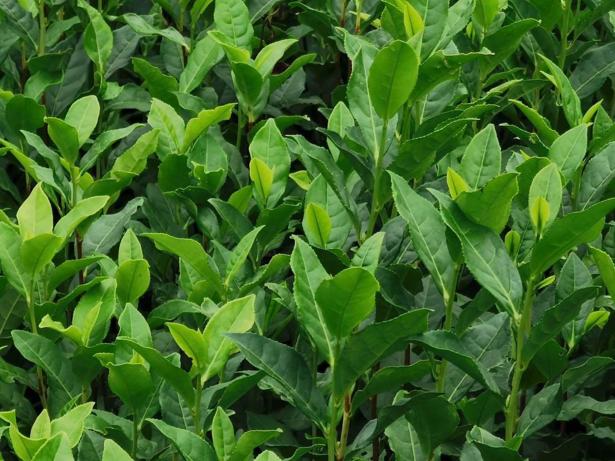 茶苗鸠坑群体种毛头种大岗种鸠坑16鸠坑2o