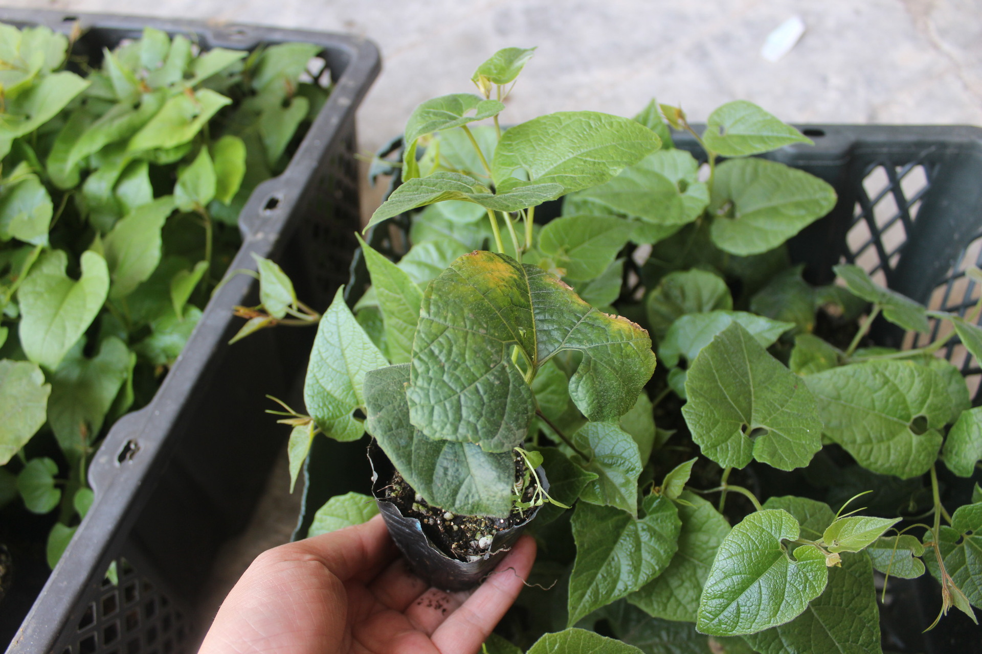 广西桂林罗汉果苗 永福罗汉果树苗包收 庭院阳台种苗藤类直销