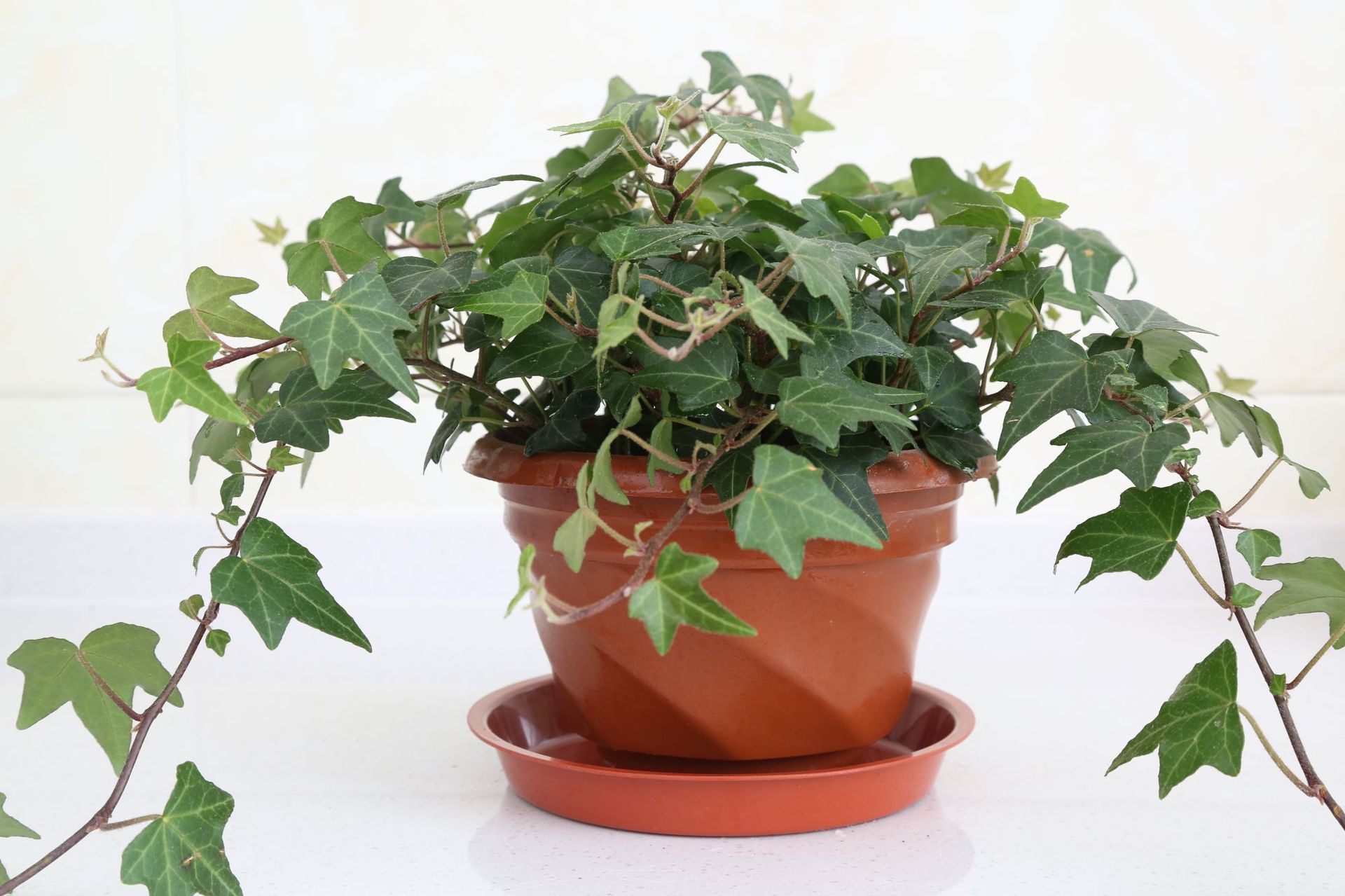 常青藤去甲醛绿植室内办公新房壁挂花叶吊兰绣球盆栽大棚吊篮批发