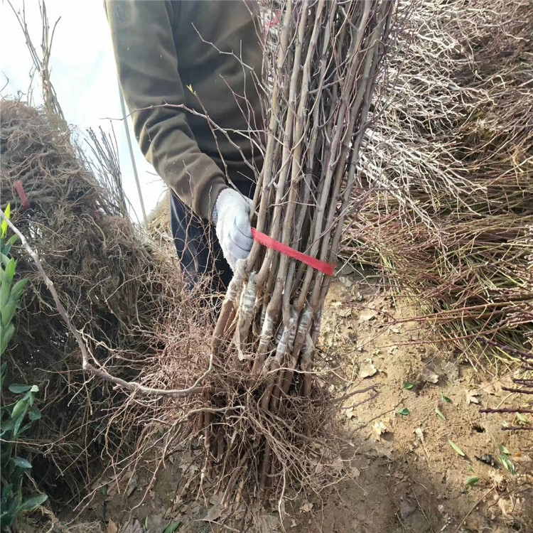 基地批发现挖冬枣树苗 二代冬枣树苗口感脆甜 易管理 树势健壮