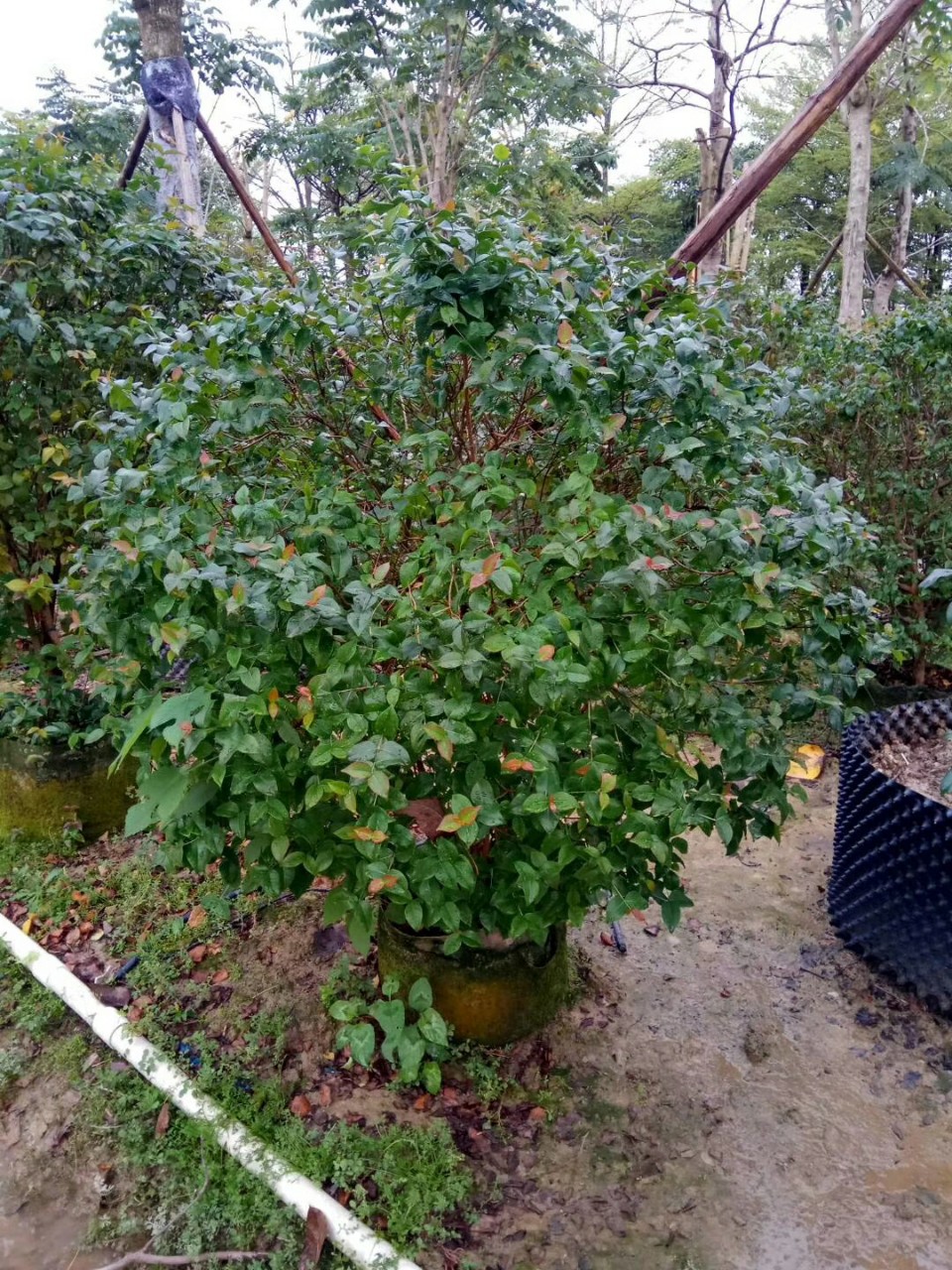 904基地直销红果仔球50100cm袋苗红果仔