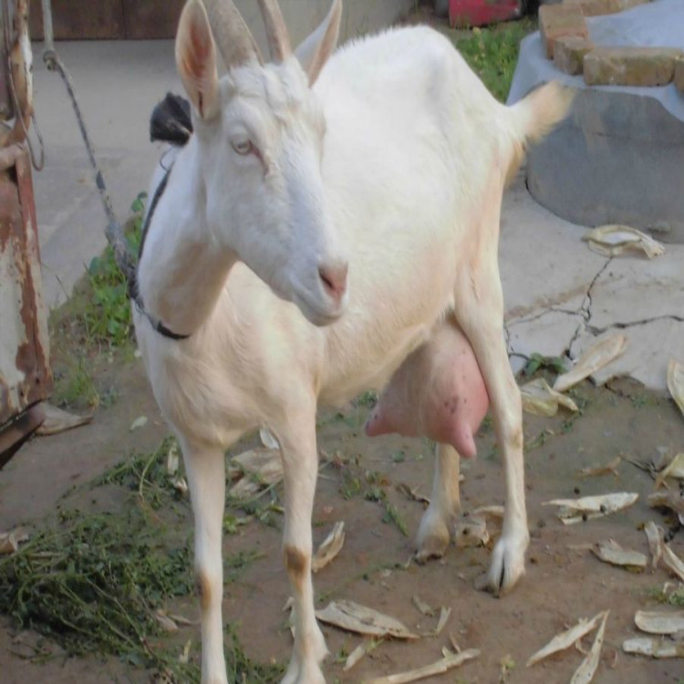 高产奶萨能奶山羊活体出售 奶山羊活体价格格 纯种奶山羊养殖基地