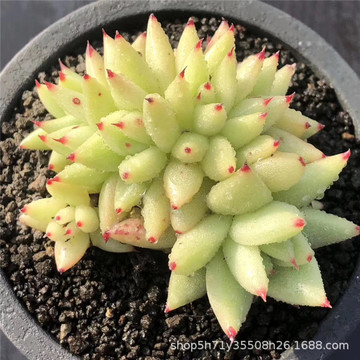 678基地批发多肉植物系列 状态丸叶黄金虎鲸盆10cm多肉裸根发