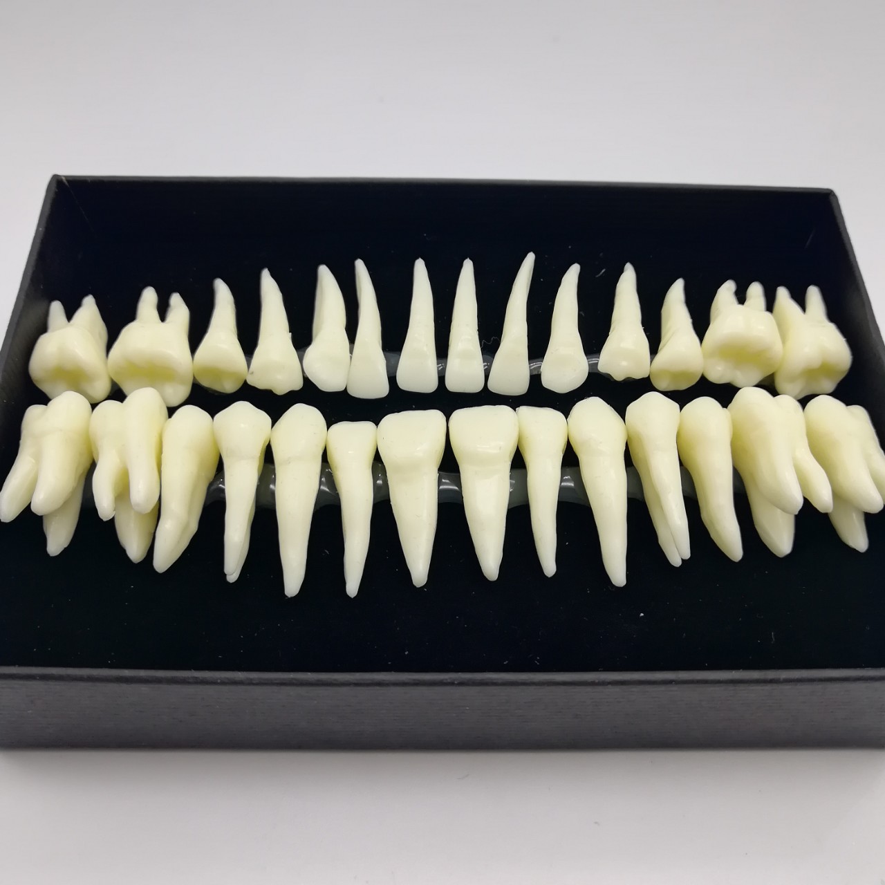 牙科28颗恒牙模型 带牙根仿真离体牙模型 牙齿模型单色解剖模具