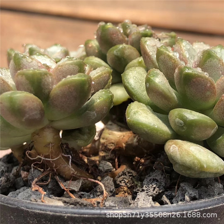 678精养大棚批发多肉植物系列 姬葡萄群老桩5头起多肉群生品种