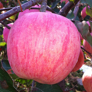 山东红富士 脆甜水分多原产地直供 新鲜水果 批发箱装100号大果