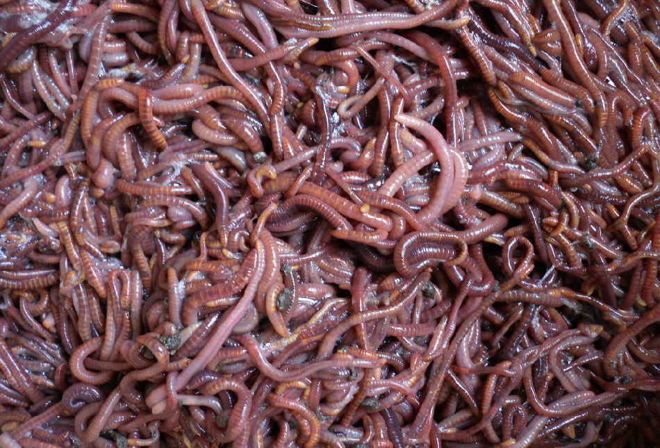 蚯蚓红蚯蚓