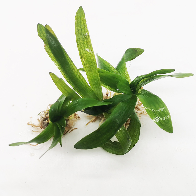草场直发鱼缸造景活体水草龙舌兰 自由草场直销龙舌兰活体批发