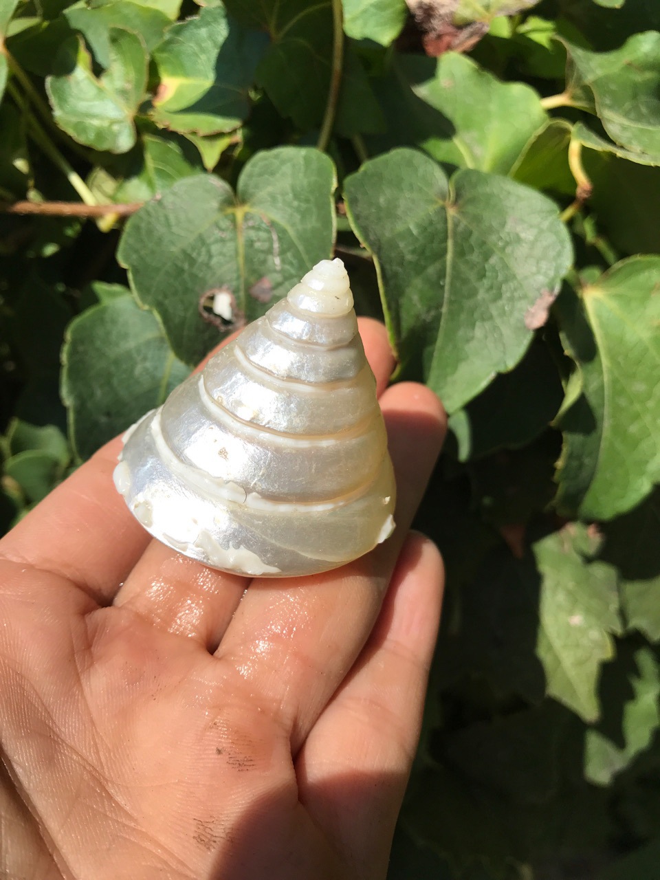 高度3-5厘米白色夜光塔螺 天然贝壳海螺地中海家居装