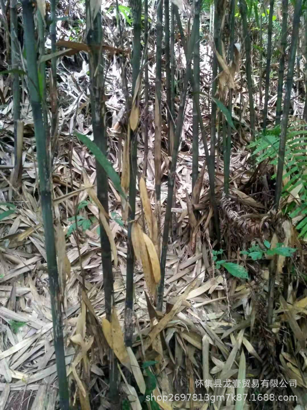 竹鱼杆竹厘竹茶杆竹首单有优惠
