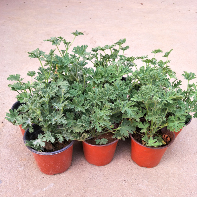 驱蚊草盆栽夏季具有驱蚊效果 室内庭院食虫草驱蚊草盆栽大苗