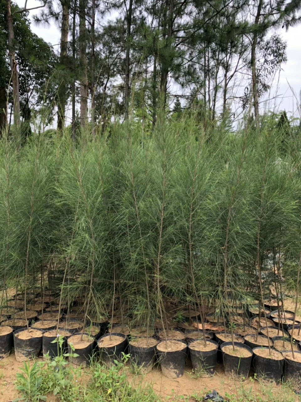 906供应 木麻黄 马尾松 1.5-2米高杯苗 沿海防护林树