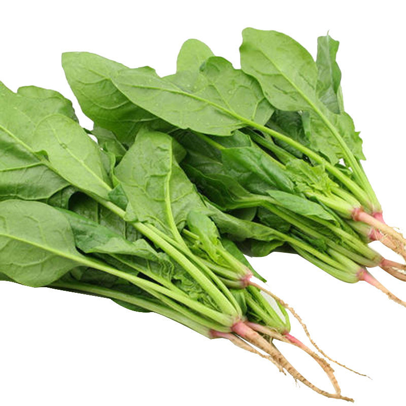 红根土菠菜原生态小叶菠菜种子圆叶老品种耐寒耐热阳台四季蔬菜孑