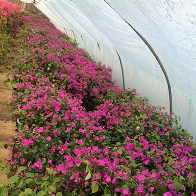 成都大量批发各规格三角梅其他苗木品种,价格优惠,品种齐全