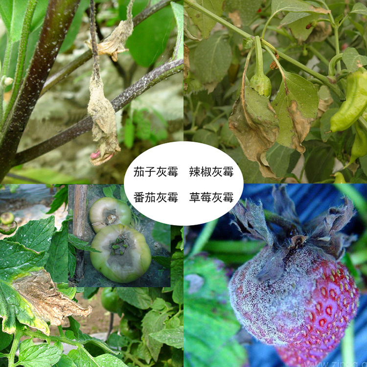 牛博士2亿绿色木霉菌杀菌剂蔬菜西红柿灰霉生物农药有机泰诺药业