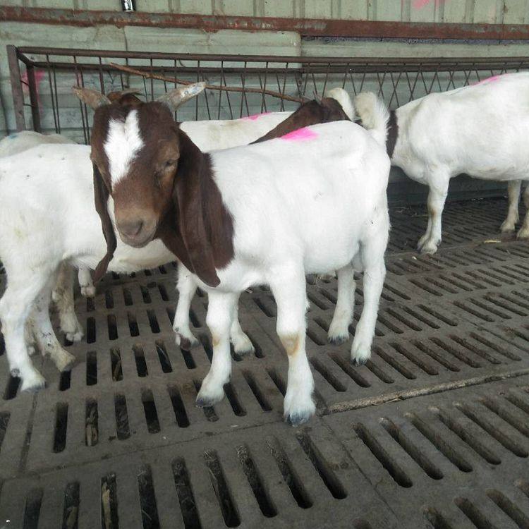 【波尔山羊】供应园林圈养波尔山羊 怀孕青年波尔山羊养殖场-阿里巴巴