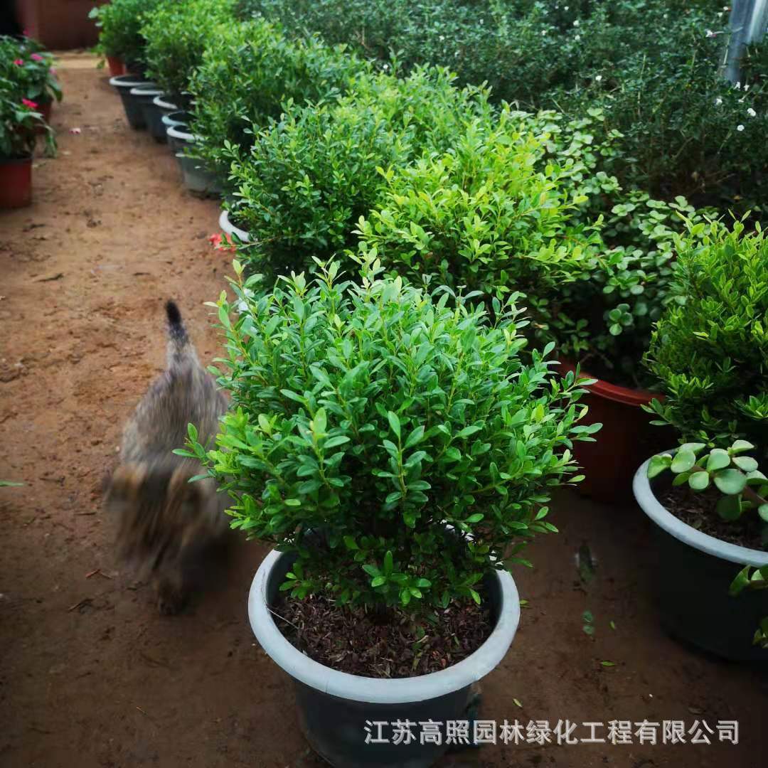 小叶皱皮雀舌黄杨盆景造型室内桌面小型绿植小微型黄杨盆景