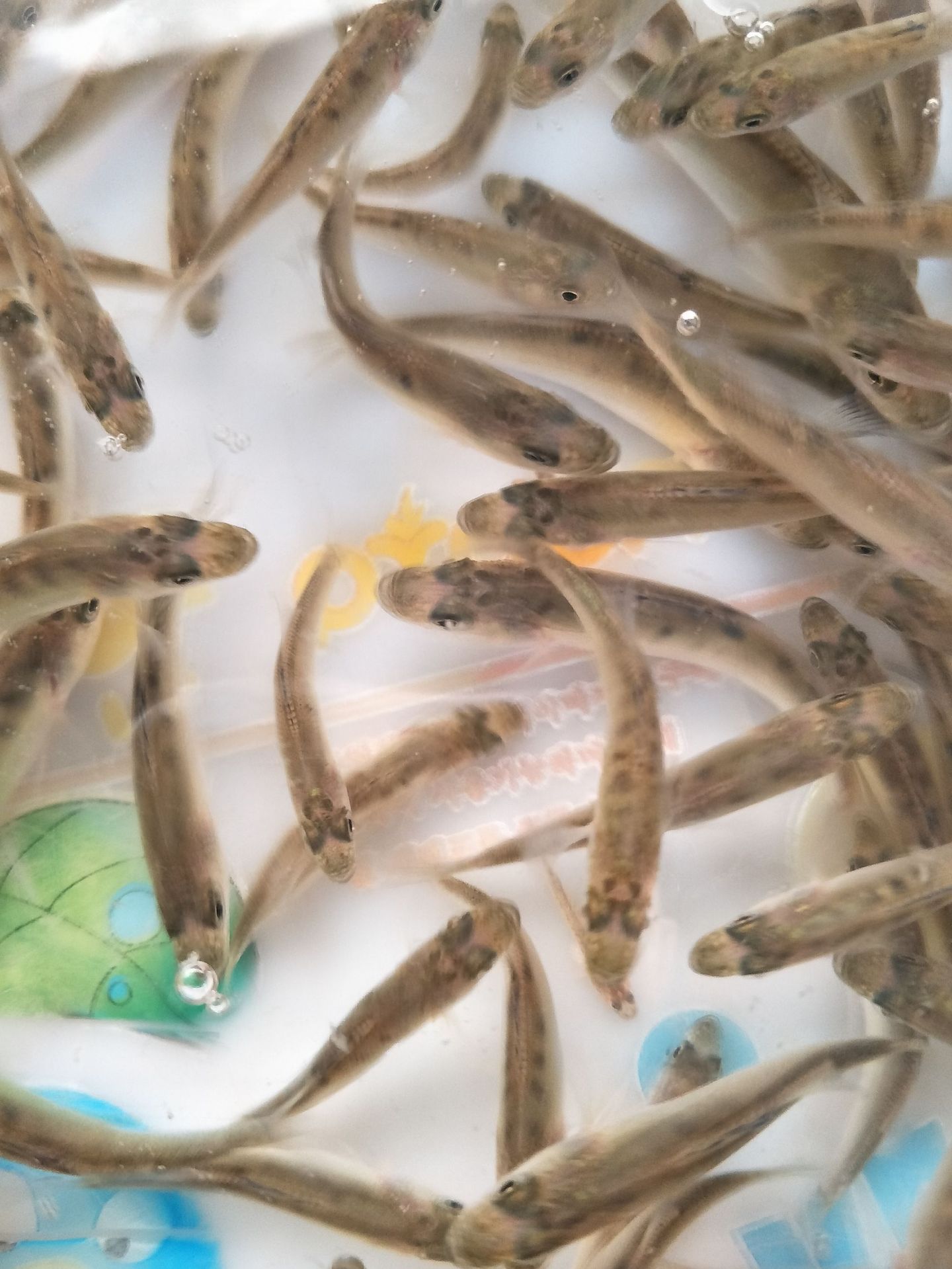 大量供应 山东海鲈苗 七星鲈鱼苗 成活率高 生长速度快-阿里巴巴