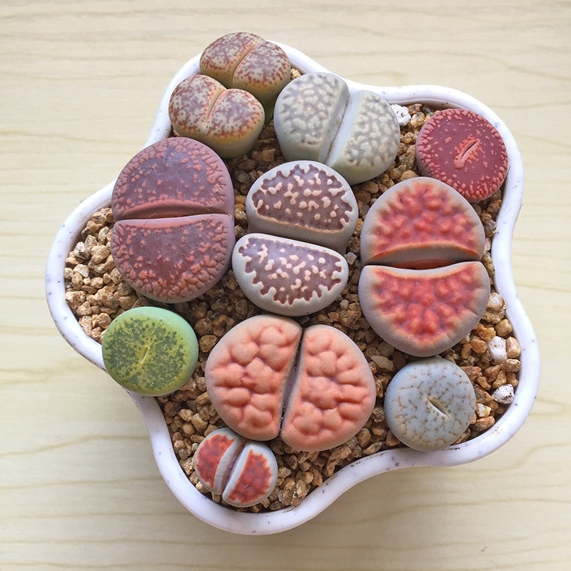 生石花组合套餐含盆带土整盆母本屁股花石生花多肉植物石头花盆栽