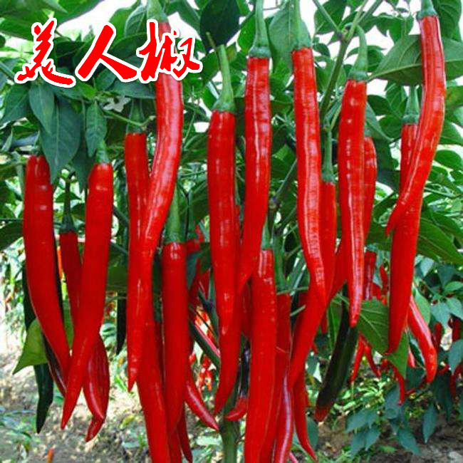 新鲜红辣椒美人椒红辣椒小辣椒剁椒辣辣椒1斤非小米椒朝天椒