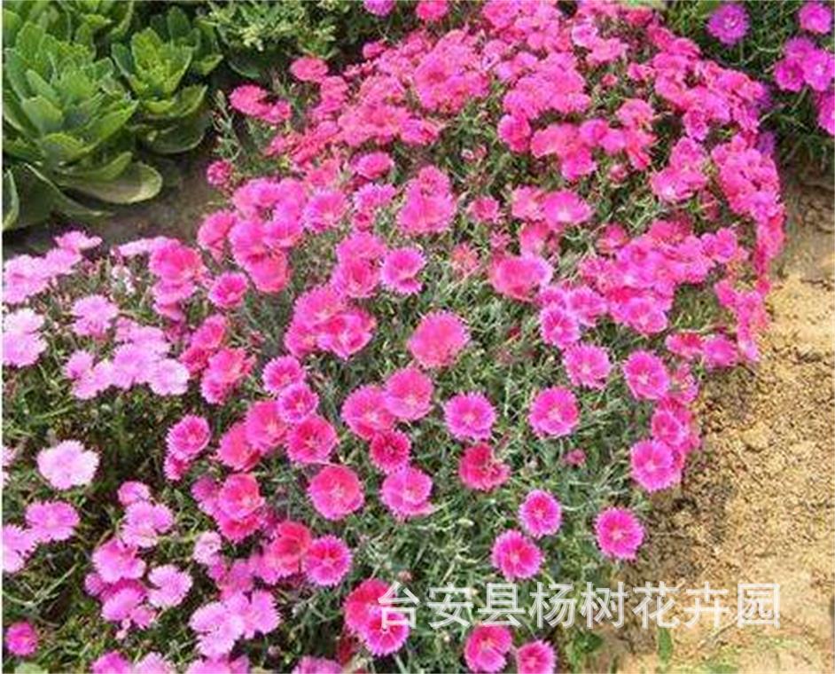 出售东北耐寒宿根花卉五彩石竹杯苗花色艳丽花海工程小区公园绿化
