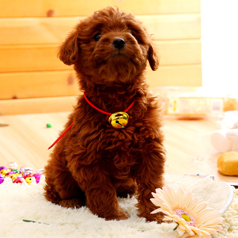 津嘉宠物狗狗铃铛 26mm 彩色混色一字铁铃铛 舞蹈铃铛