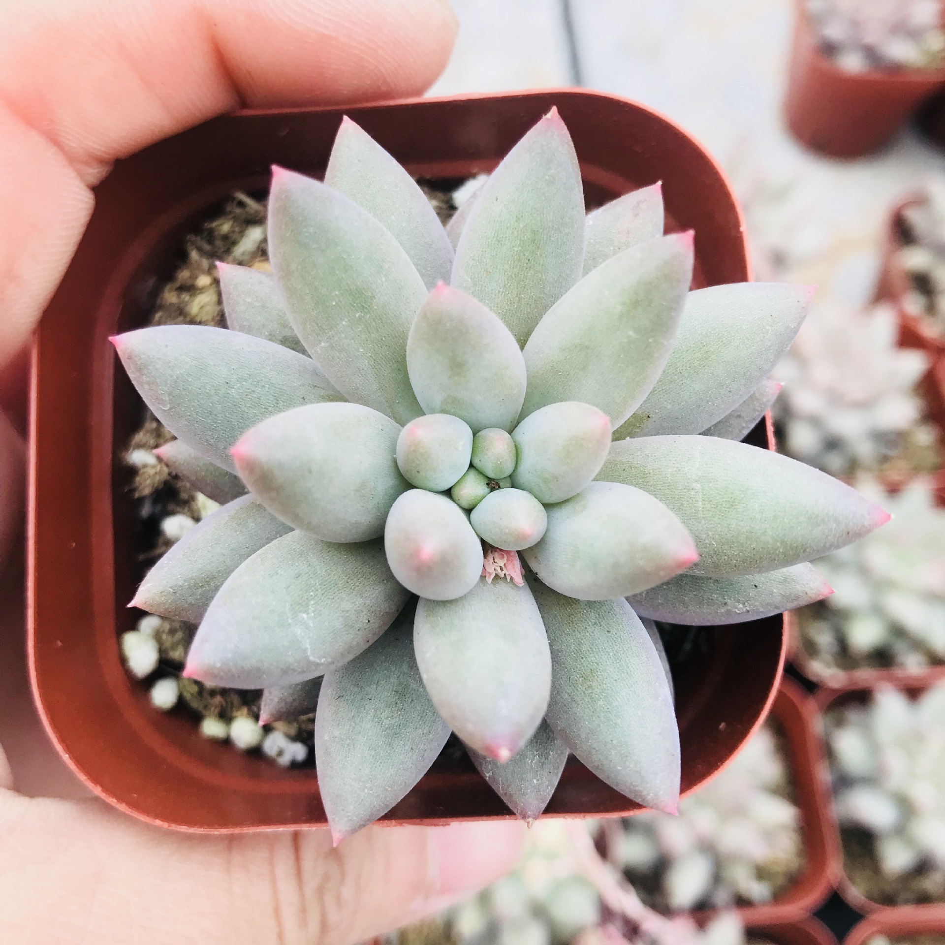 多肉植物迷你萌趣小盆栽红蜻蜓 婴儿手指杂交萌肉 组合diy红蜻蜓