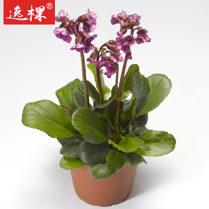 岩白菜种子花种子多年生宿根花籽盆栽地栽绿化庭院种子花卉籽