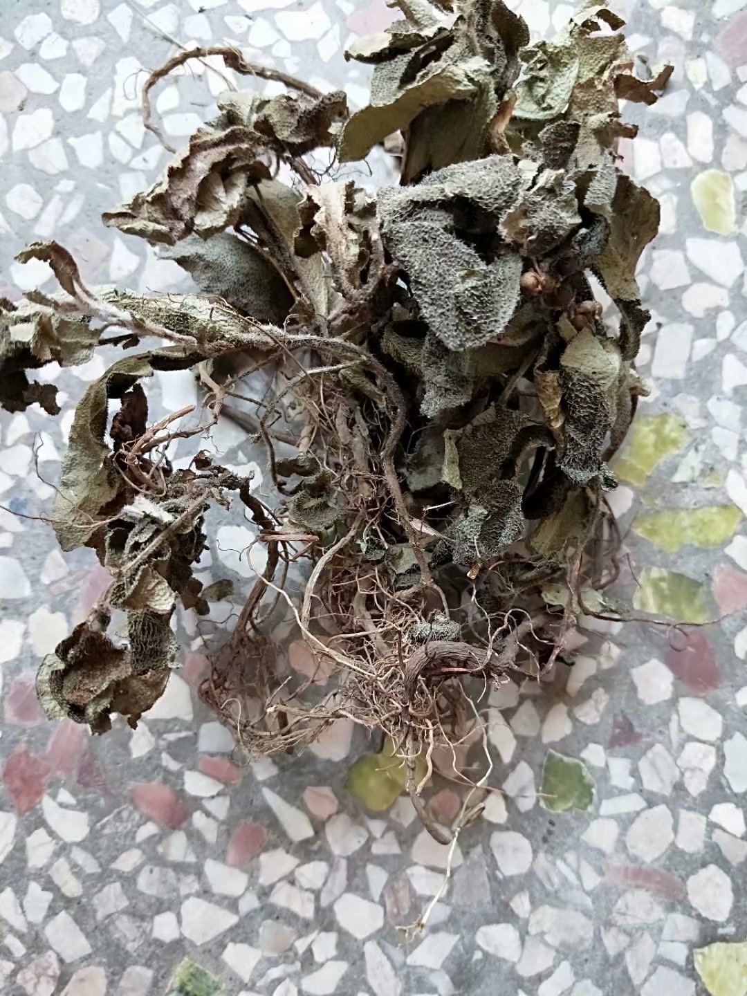 中药材红地毡 老虎舌 老虎脷 毛凉伞