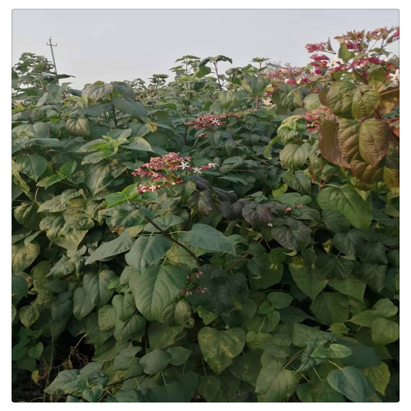 山东出售海州常山 批发海州常山3--5公分 海州常山 绿化工程苗木