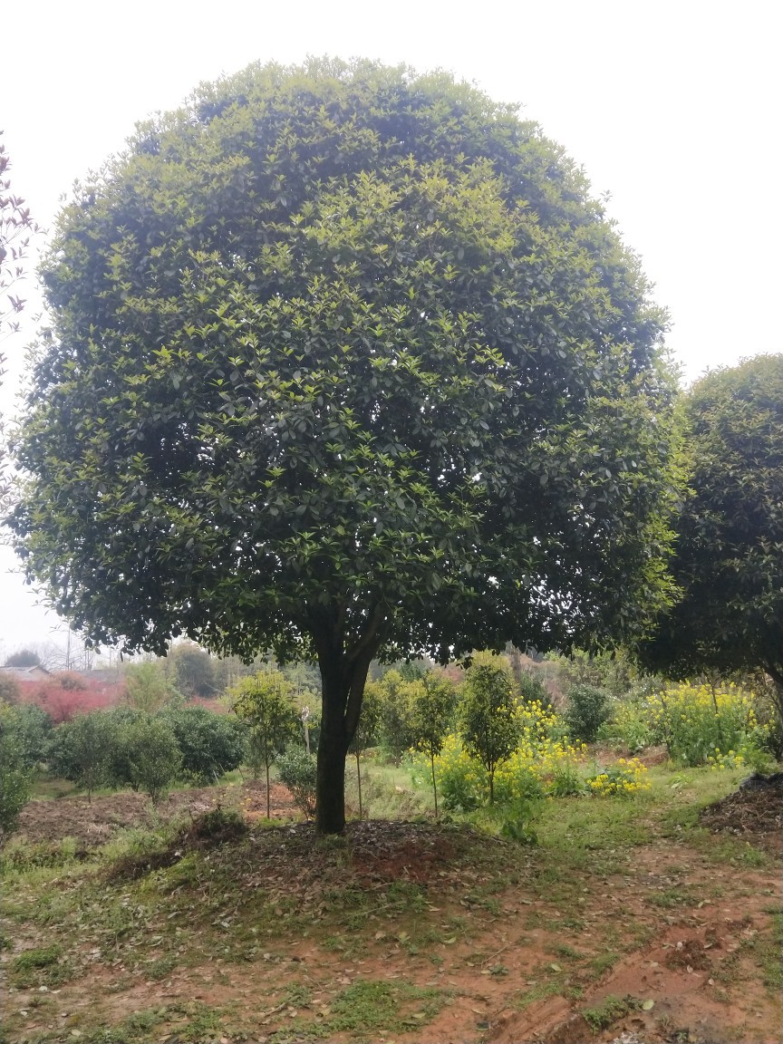 大桂花树高杆桂花树广西桂花树