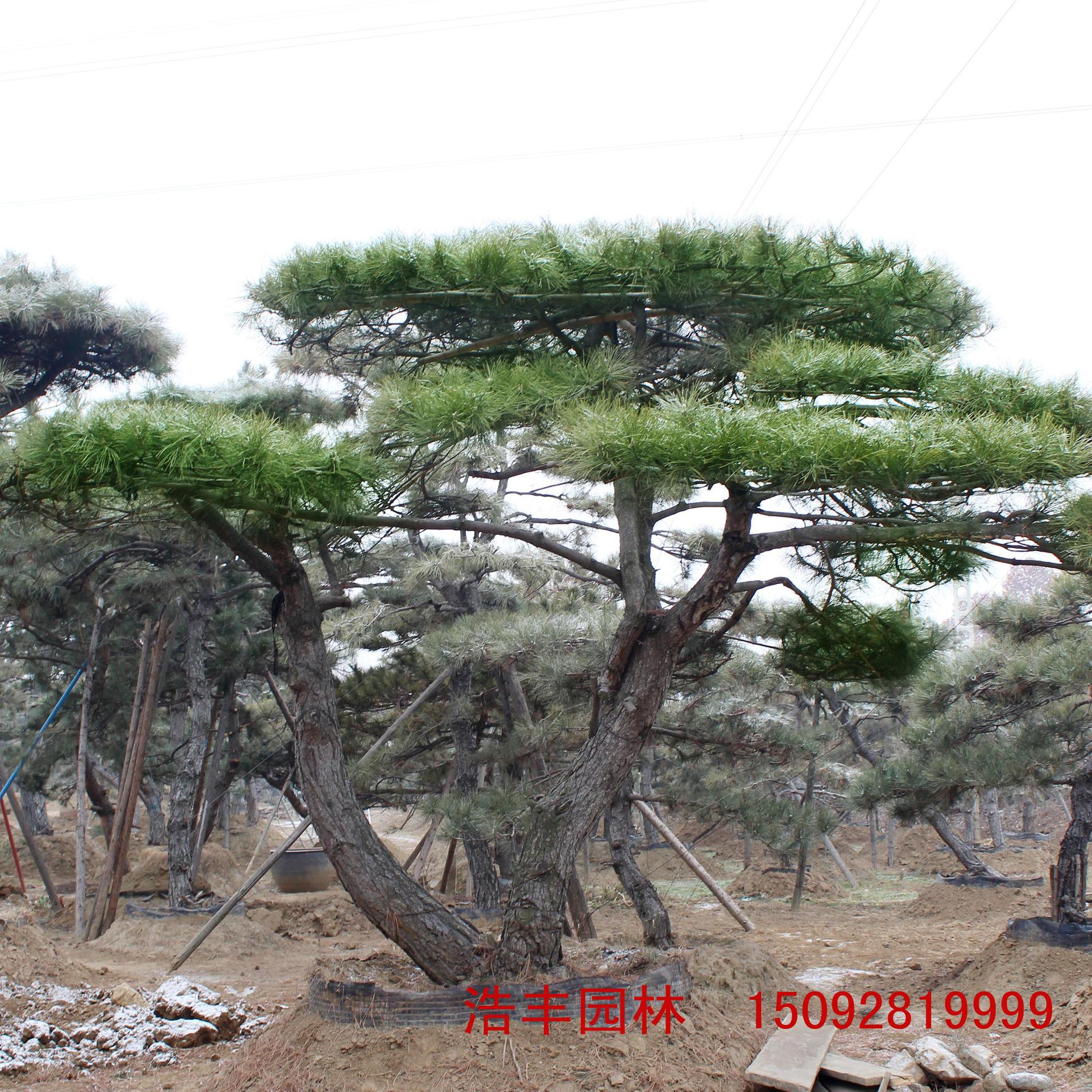 5米景观绿化北方造型松树