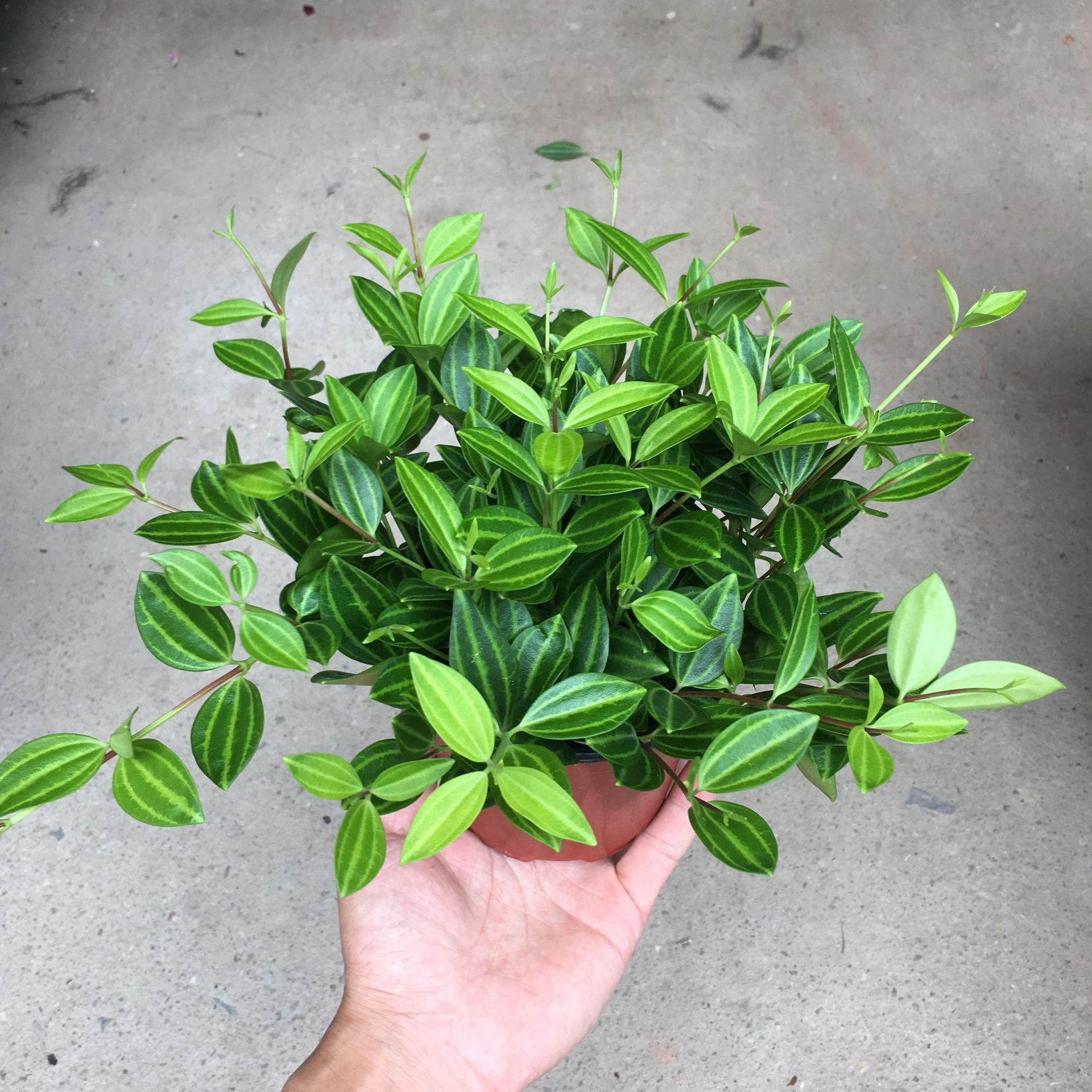 广州盆栽批发 钻石翡翠观叶盆栽植物 吸收甲醛净化空气小盆栽植物