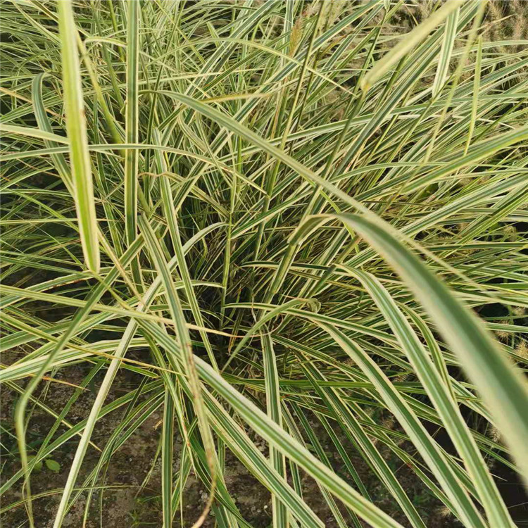 精品花叶芒细叶芒基地大量出品种齐全各种规格花会工程花坛
