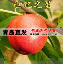 油桃新品种 世纪之星油桃树苗 果油桃苗单果390克早熟黄肉甜