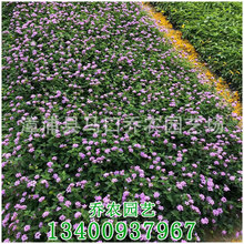 紫花马樱丹 高度15-20 价格0.3 福建基地批发批发 价格优惠