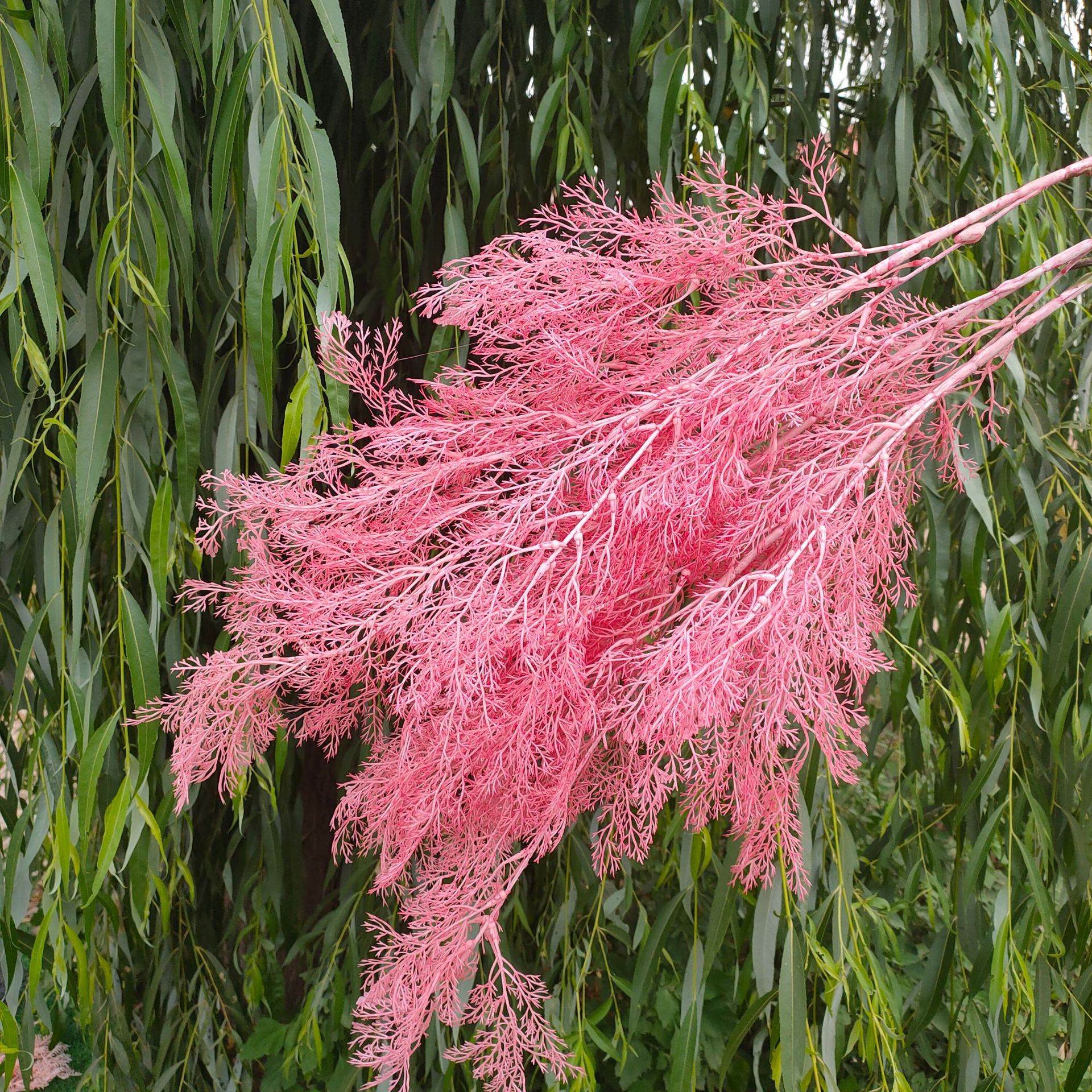 仿真雾凇草迷雾凤尾干花婚庆花拱门吊顶假花仿真迷雾花垂吊雾松