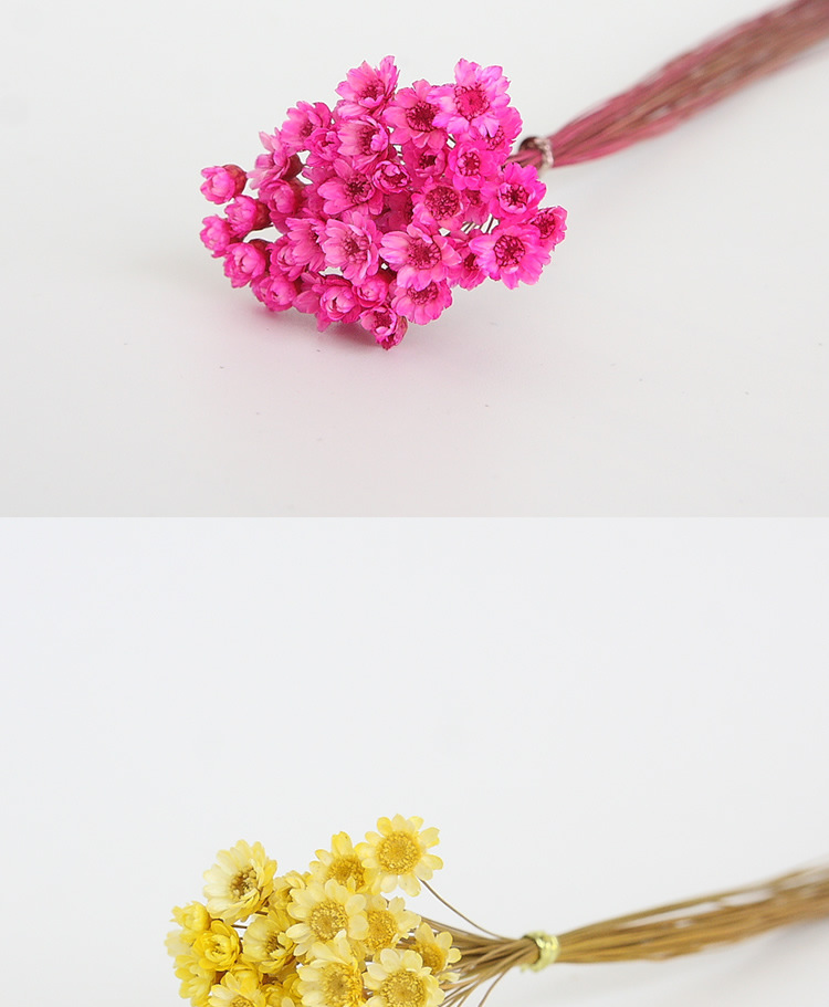 巴西小星花 永生花礼盒配花花材 干花 家居插花 拍照道具