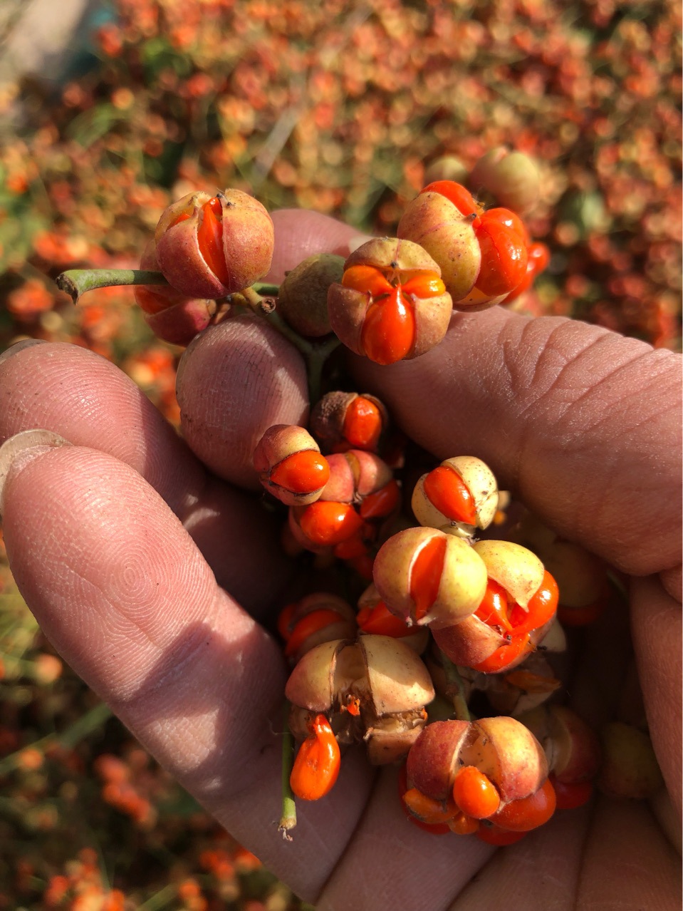 批发四季常青灌木树种北海道黄杨种子大叶黄杨日本黄杨冬青种籽
