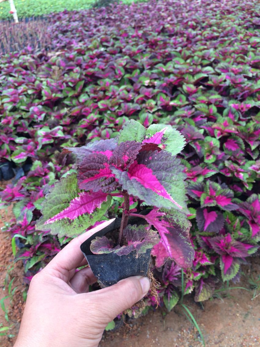 彩叶草粉心彩叶草紫红心彩叶草彩叶草苗清心草苗