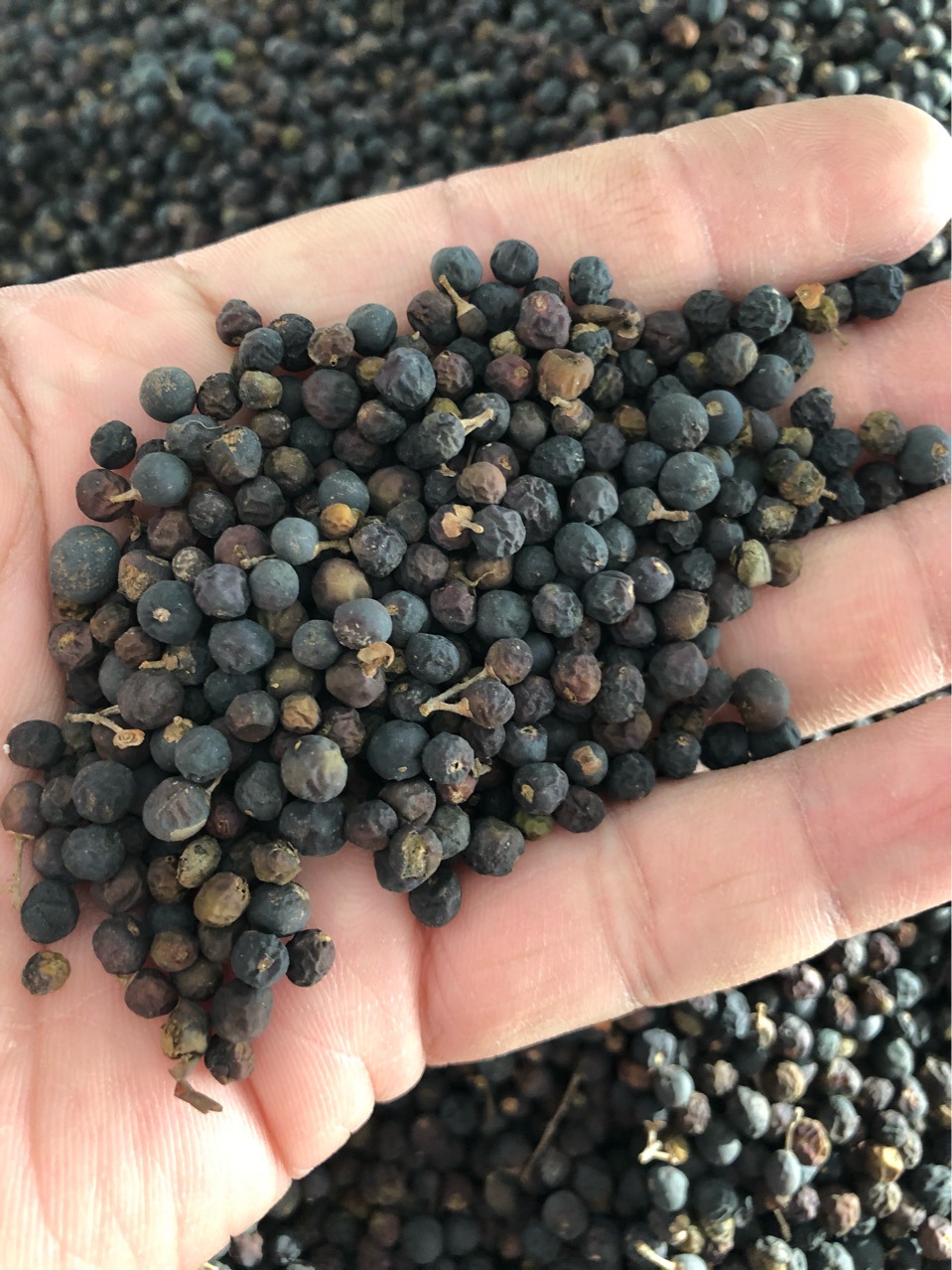 冬青树籽有什么功效(冬青树籽有什么功效和禁忌)